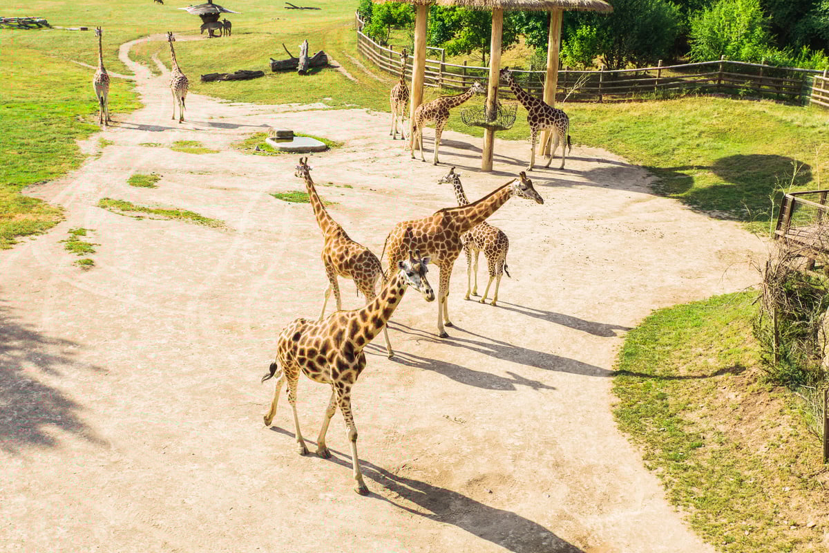 group of giraffes walk in the park