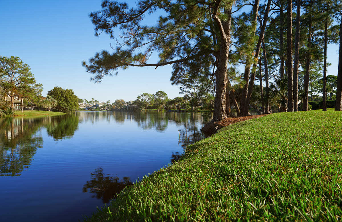 palm trees growing next to a lake in Florida